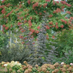 Laced Up® Elderberry 8 Laced Up® Elderberry -Great Garden Plants Shop sambucus laced up 3