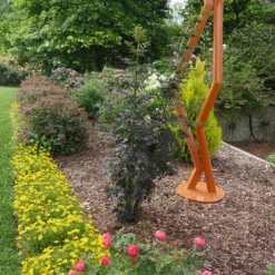 Laced Up® Elderberry 9 Laced Up® Elderberry -Great Garden Plants Shop sambucus laced up 4