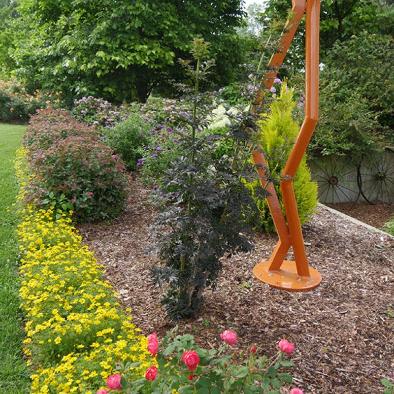 Laced Up® Elderberry 4 Laced Up® Elderberry - Image 4