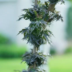 Laced Up® Elderberry 10 Laced Up® Elderberry -Great Garden Plants Shop sambucus laced up 5