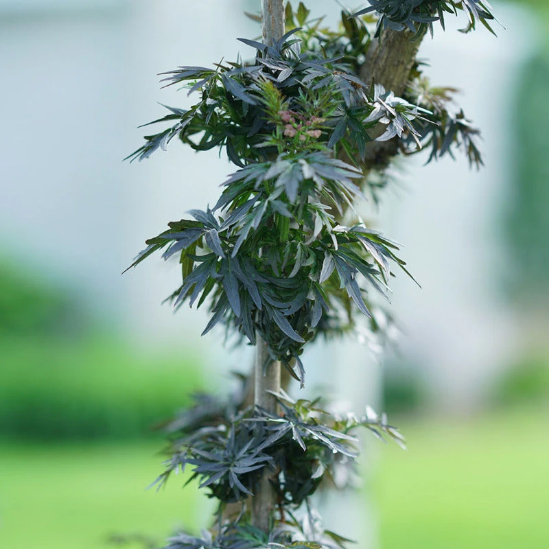 Laced Up® Elderberry 5 Laced Up® Elderberry - Image 5