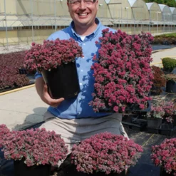 Sunsparkler® 'Blue Elf' Sedoro 7 Sunsparkler® 'Blue Elf' Sedoro -Great Garden Plants Shop sedoro blue elf sedum 3