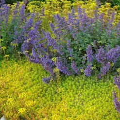 'Angelina' Stonecrop -Great Garden Plants Shop sedum angelina 3 290d8295 fbb3 4230 95cf 735b1b3781b7 sw