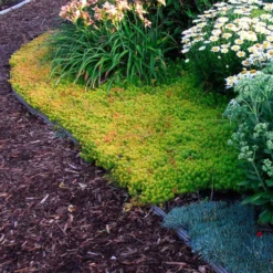 'Angelina' Stonecrop -Great Garden Plants Shop sedum angelina 4 c1960bac f9a2 498d b839 bdc91bfcdf90 sw