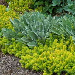 'Angelina' Stonecrop -Great Garden Plants Shop sedum angelina 6 bd4c972d 7594 4131 aed1 4806fee7312b sw