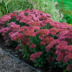 Butterfly Garden Collection 11 Butterfly Garden Collection -Great Garden Plants Shop sedum autumn joy 3