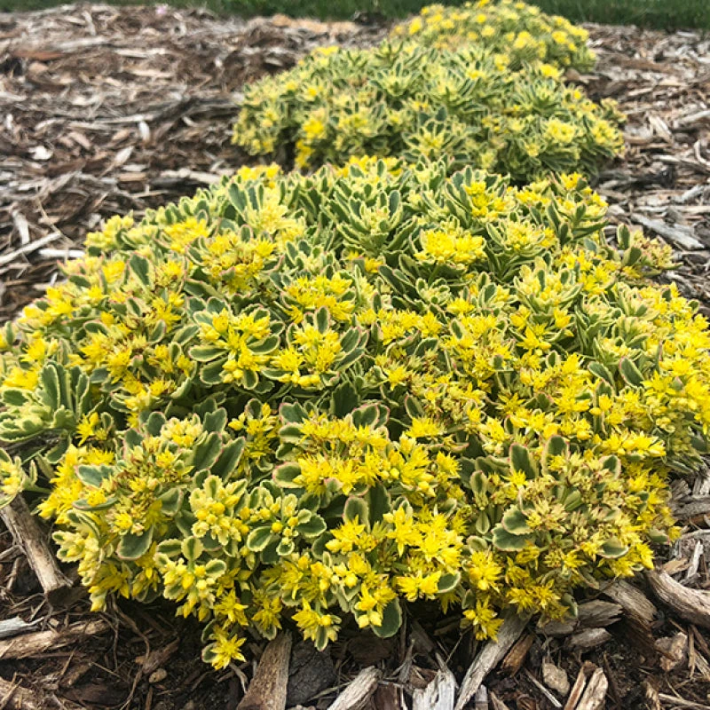 Rock 'N Low® 'Boogie Woogie' Stonecrop 1 Rock 'N Low® 'Boogie Woogie' Stonecrop