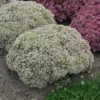 Rock 'N Round 'Bundle Of Joy' Stonecrop