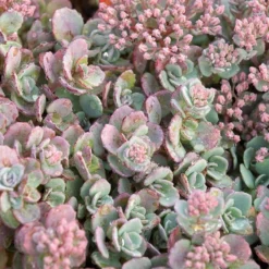 'Lidakense' Stonecrop