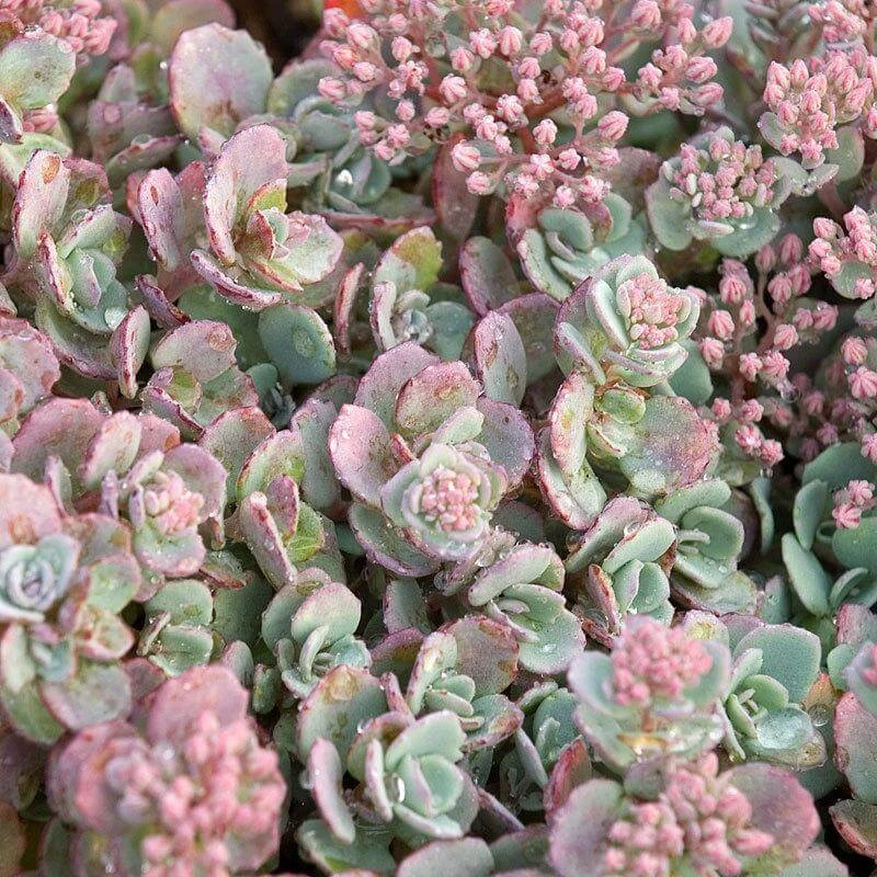 'Lidakense' Stonecrop 1 'Lidakense' Stonecrop