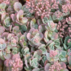 Succulent Ground Cover Collection 13 Succulent Ground Cover Collection -Great Garden Plants Shop sedum cauticola lidakense 1 63b063a7 3f2a 492e bc5c d5b12f64e4e7