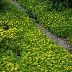 Japanese Stonecrop (Sedum Ellacombianum) -Great Garden Plants Shop sedum ellacombianum 4 sw