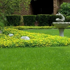 Japanese Stonecrop (Sedum Ellacombianum) -Great Garden Plants Shop sedum ellacombianum 5 sw