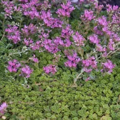 'John Creech' Stonecrop -Great Garden Plants Shop sedum john creech 5