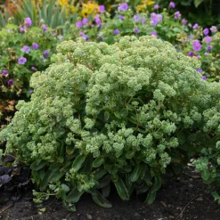 Rock 'N Grow® 'Lemonjade' Stonecrop -Great Garden Plants Shop sedum lemon jade 3