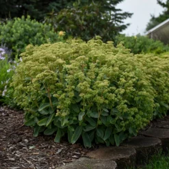 Rock 'N Grow® 'Lemonjade' Stonecrop -Great Garden Plants Shop sedum lemon jade 4