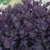 Sunsparkler® 'Plum Dazzled' Stonecrop