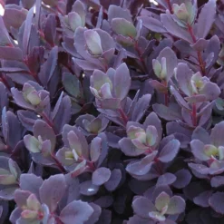 Sunsparkler® 'Plum Dazzled' Stonecrop 5 Sunsparkler® 'Plum Dazzled' Stonecrop -Great Garden Plants Shop sedum plum dazzled 3
