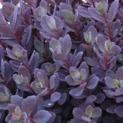 Succulent Ground Cover Collection 10 Succulent Ground Cover Collection -Great Garden Plants Shop sedum plum dazzled 3 410c15ec d900 499d b6a2 76de782414ab
