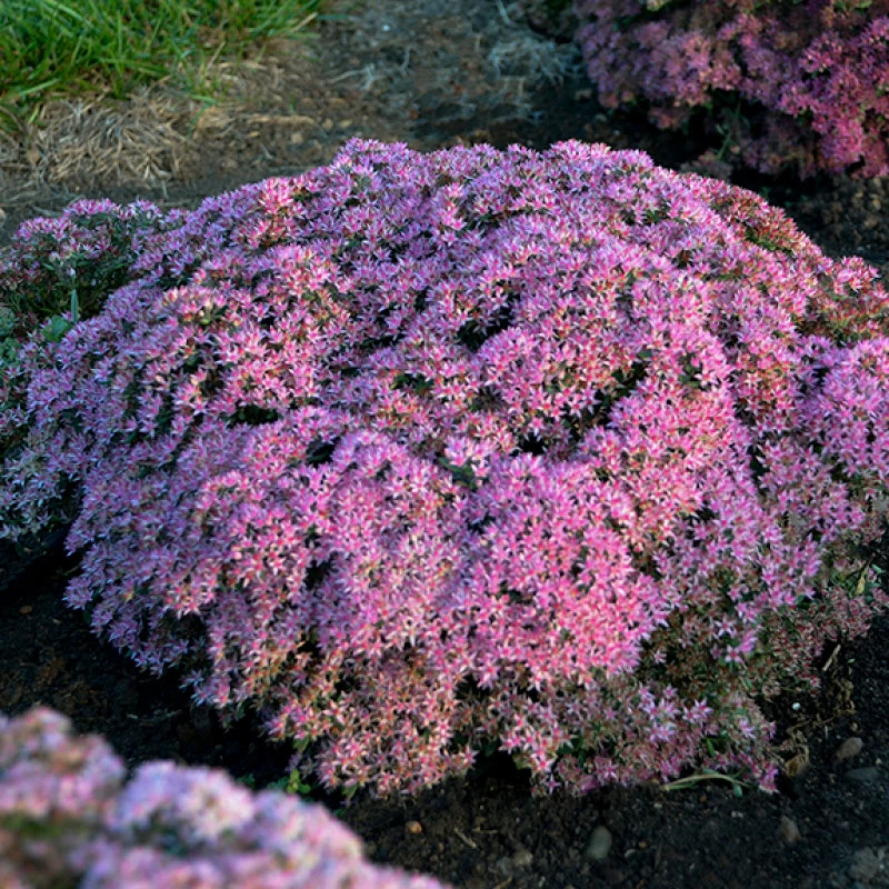 Rock 'N Round 'Pride And Joy' Stonecrop 1 Rock 'N Round 'Pride And Joy' Stonecrop