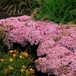 Rock 'N Round™ 'Pure Joy' Stonecrop -Great Garden Plants Shop sedum pure joy 1