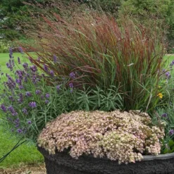 Rock 'N Round™ 'Pure Joy' Stonecrop -Great Garden Plants Shop sedum pure joy 3