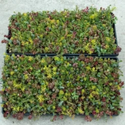 SedumSod® -Great Garden Plants Shop sedum sod 3
