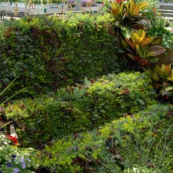 SedumSod® -Great Garden Plants Shop sedum sod 6