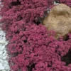Sunsparkler® 'Dazzleberry' Stonecrop