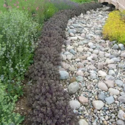 Sunsparkler® 'Dazzleberry' Stonecrop -Great Garden Plants Shop sedum sunsparkler dazzleberry 3 sw