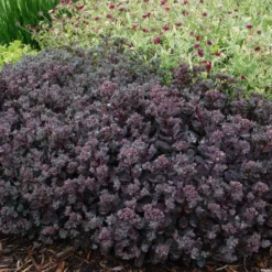 Sunsparkler® 'Dazzleberry' Stonecrop -Great Garden Plants Shop sedum sunsparkler dazzleberry 4 sw