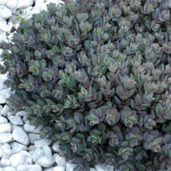 Sunsparkler® 'Dazzleberry' Stonecrop -Great Garden Plants Shop sedum sunsparkler dazzleberry 7 sw