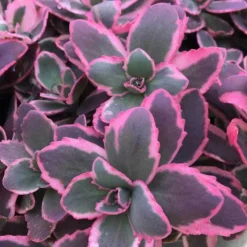 Great Garden Plants Shop 34 Sunsparkler® 'Dream Dazzler' Stonecrop