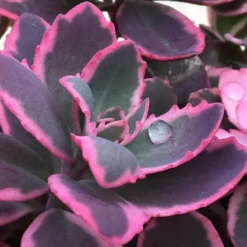 Great Garden Plants Shop -Great Garden Plants Shop sedum sunsparkler dream dazzler 2