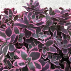 Sunsparkler® 'Dream Dazzler' Stonecrop -Great Garden Plants Shop sedum sunsparkler dream dazzler 3