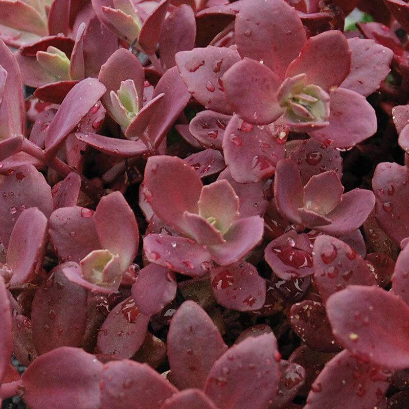 Sunsparkler® 'Firecracker' Stonecrop 3 Sunsparkler® 'Firecracker' Stonecrop - Image 3