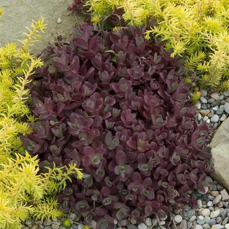 Sunsparkler® 'Firecracker' Stonecrop 5 Sunsparkler® 'Firecracker' Stonecrop - Image 5