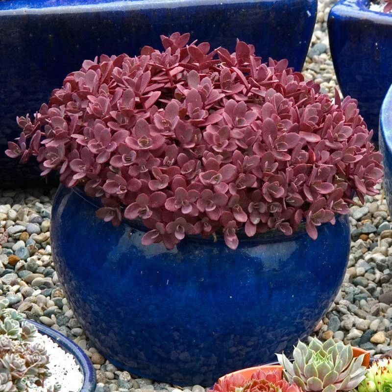 Sunsparkler® 'Firecracker' Stonecrop 2 Sunsparkler® 'Firecracker' Stonecrop - Image 2