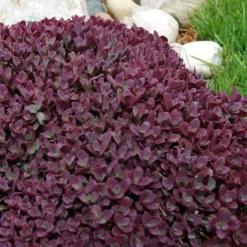 Sunsparkler® 'Firecracker' Stonecrop 8 Sunsparkler® 'Firecracker' Stonecrop -Great Garden Plants Shop sedum sunsparkler firecracker 5 sw