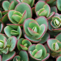 Succulent Ground Cover Collection 9 Succulent Ground Cover Collection -Great Garden Plants Shop sedum sunsparkler lime zinger 1 e98f64a9 9f27 4845 88d4 fe977e07d1f5