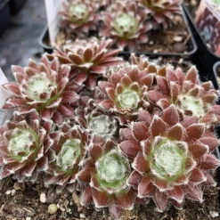 Great Garden Plants Shop -Great Garden Plants Shop sempervivum chick charms cosmic candy 1 P sw