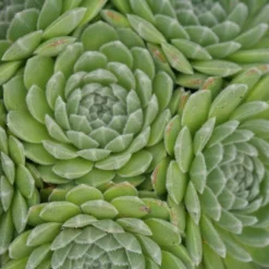 Great Garden Plants Shop 26 Chick Charms® Sugar Shimmer™ Hens & Chicks