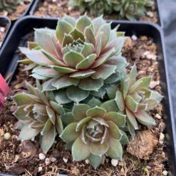 Hens & Chicks Collection -Great Garden Plants Shop sempervivum commander hay 1
