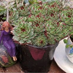 Hens & Chicks Collection -Great Garden Plants Shop sempervivum mrs giuseppi 1