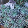 'Pacific Blue Ice' Hens & Chicks