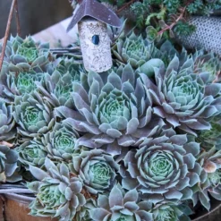 'Pacific Blue Ice' Hens & Chicks