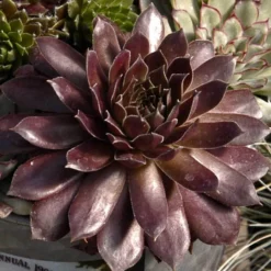 Great Garden Plants Shop 28 'Pacific Devil's Food' Hens & Chicks