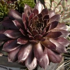 Hens & Chicks Collection -Great Garden Plants Shop sempervivum pacific devils food hen and chick 1 2917c118 120c 48cb 8fb1 4b8e7261f822