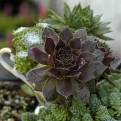 'Pacific Devil's Food' Hens & Chicks 5 'Pacific Devil's Food' Hens & Chicks -Great Garden Plants Shop sempervivum pacific devils food hen and chick 3