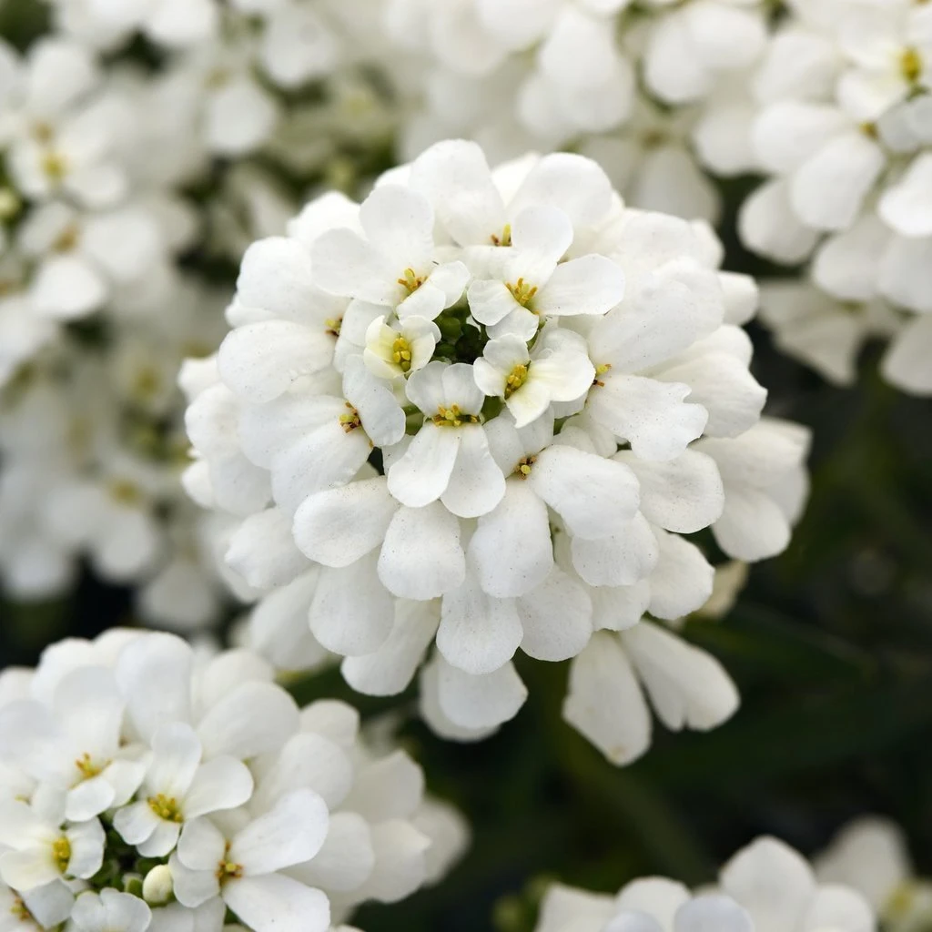 Snowsation™ Evergreen Candytuft (Iberis) 2 Snowsation™ Evergreen Candytuft (Iberis) - Image 2